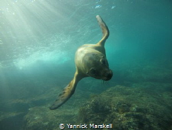 San Carlos Mexico. Awesome time with the sea lions. by Yannick Marskell 